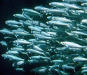 A school of fish under water